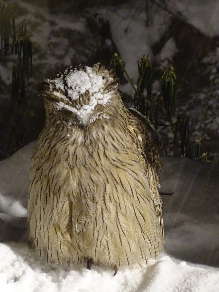 Blakiston's Fish-Owl - Phil Gregory | Sicklebill Safaris | www.birder.travel