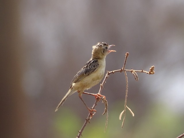 Black-backed Cisticola (Black-backed) - ML205758551