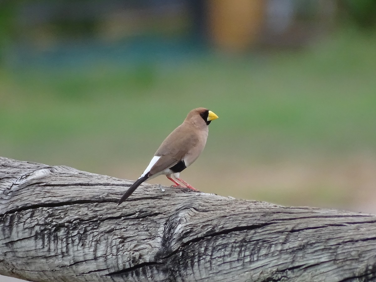 Masked Finch (Masked) - ML205758611