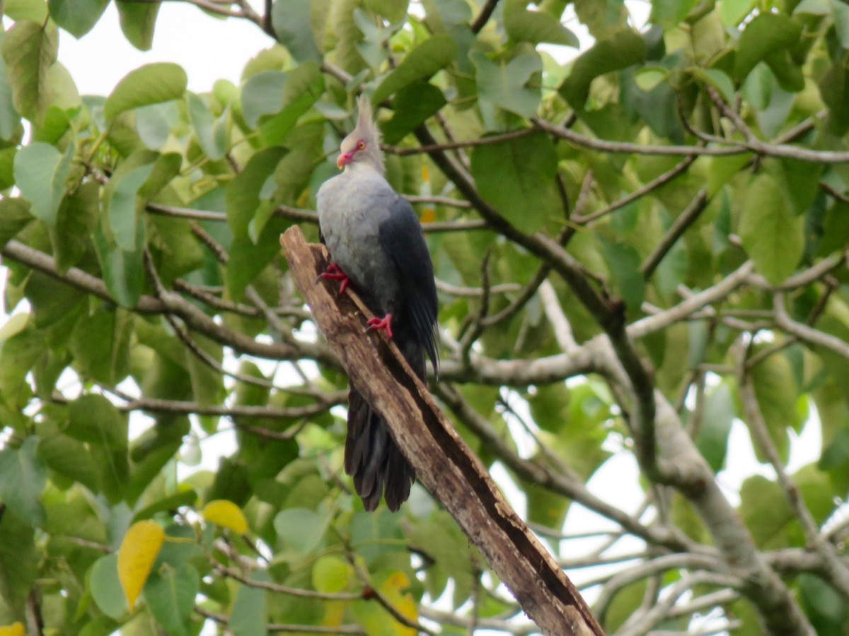 Crested Cuckoo-Dove - ML205758751