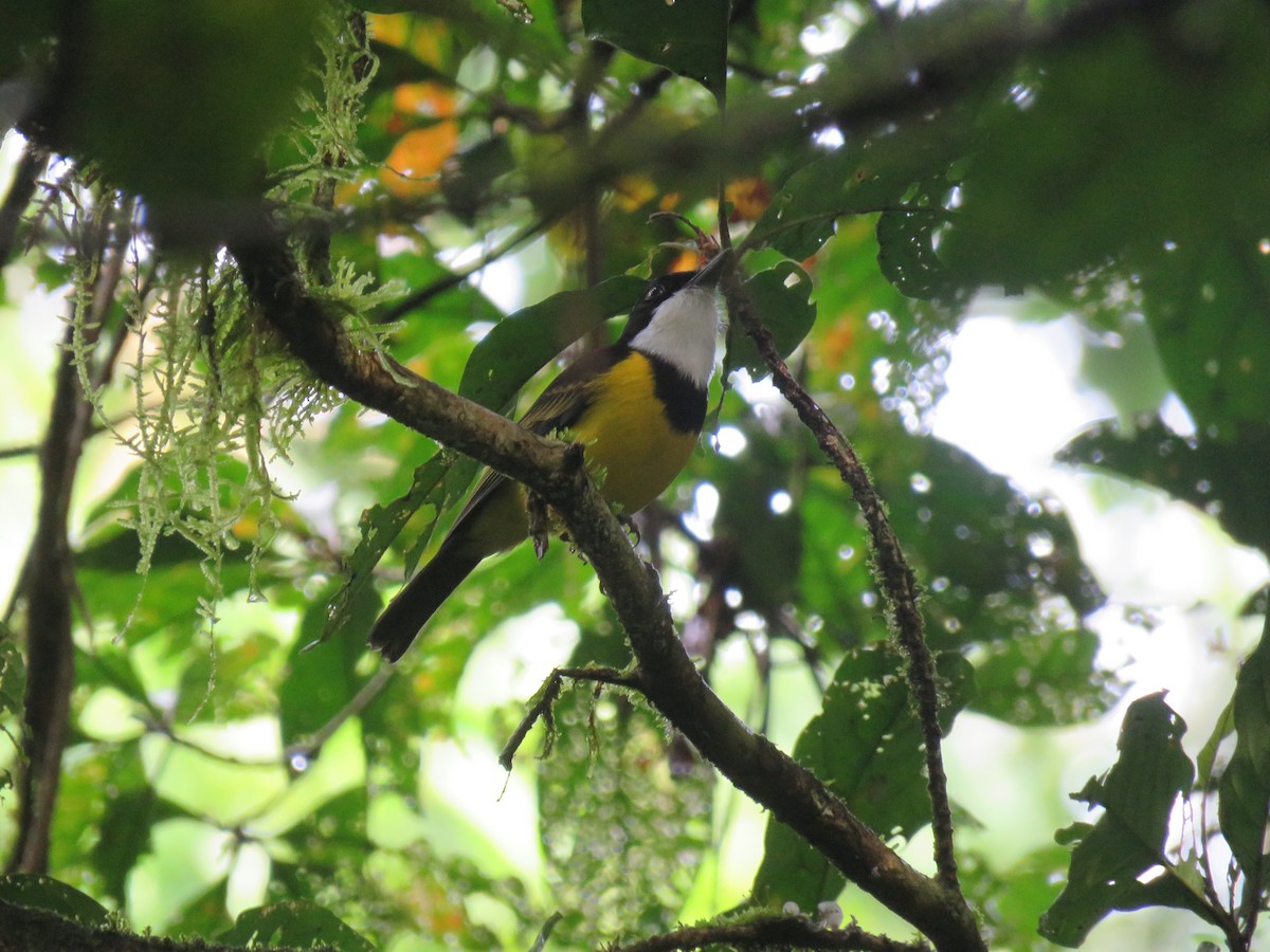 Nendo Whistler - Phil Gregory | Sicklebill Safaris | www.birder.travel