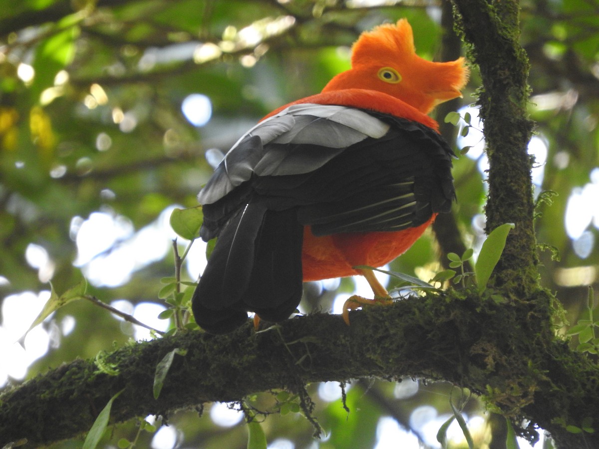 Andean Cock-of-the-rock - ML205759401