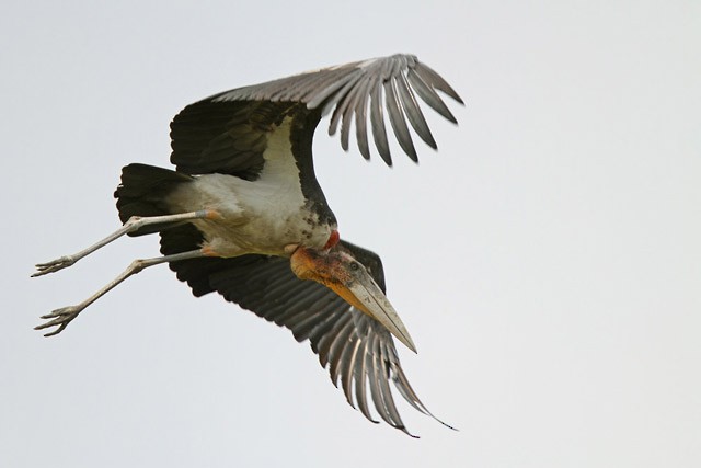 Greater Adjutant - ML205759511