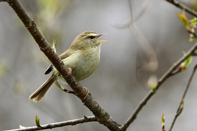 Hume's Bush Warbler - ML205759521