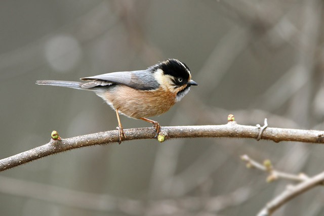 Black-browed Tit (Rufous-fronted) - ML205759541