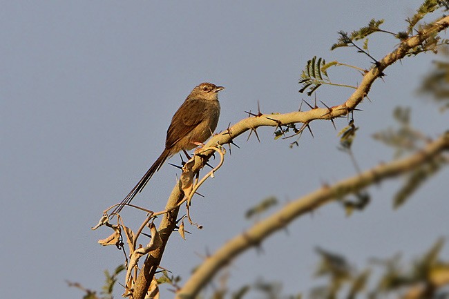 Burmese Prinia - ML205759711