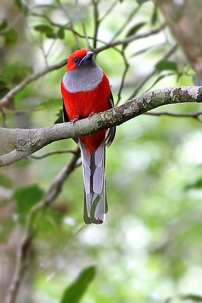 trogon šedoprsý - ML205760031