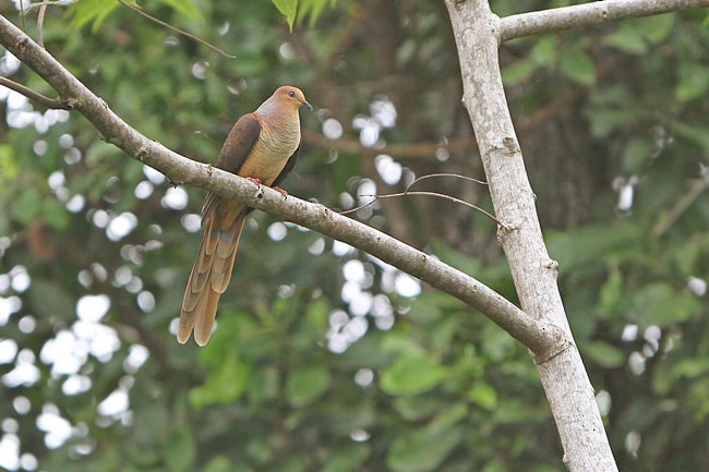 Amboyna Cuckoo-Dove - ML205760061