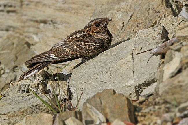 Large-tailed Nightjar - ML205760131