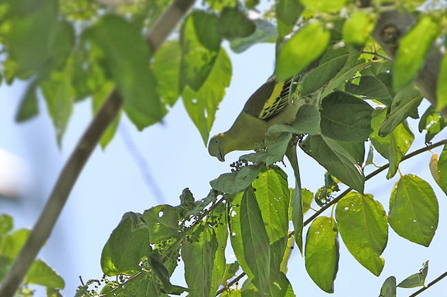 Buru Green-Pigeon - James Eaton