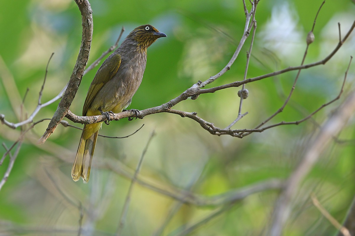 Pale-eyed Bulbul - ML205760241