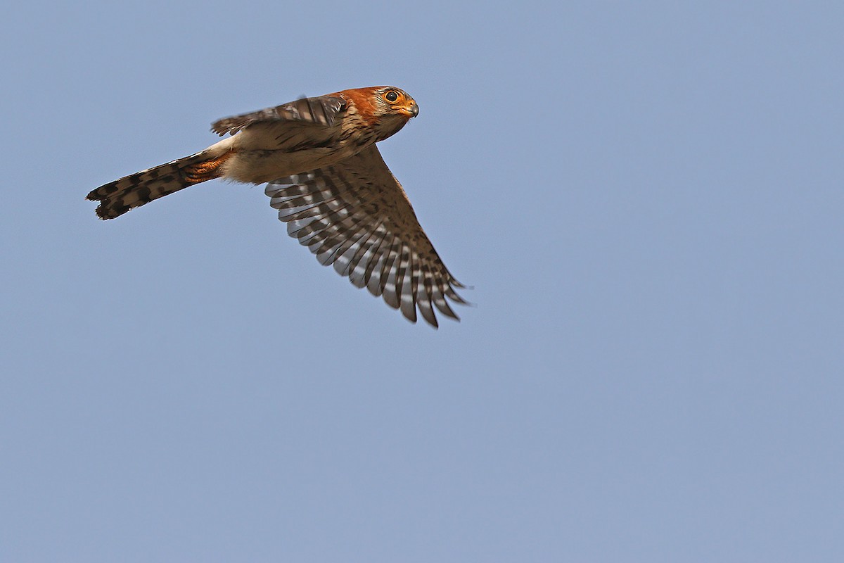 White-rumped Falcon - ML205760311