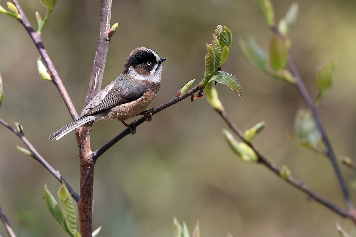 Black-browed Tit (Burmese) - ML205760331