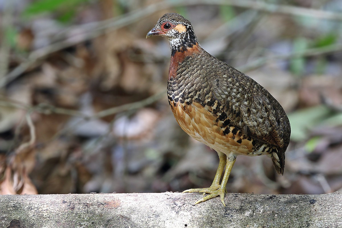 Chestnut-necklaced Partridge - James Eaton