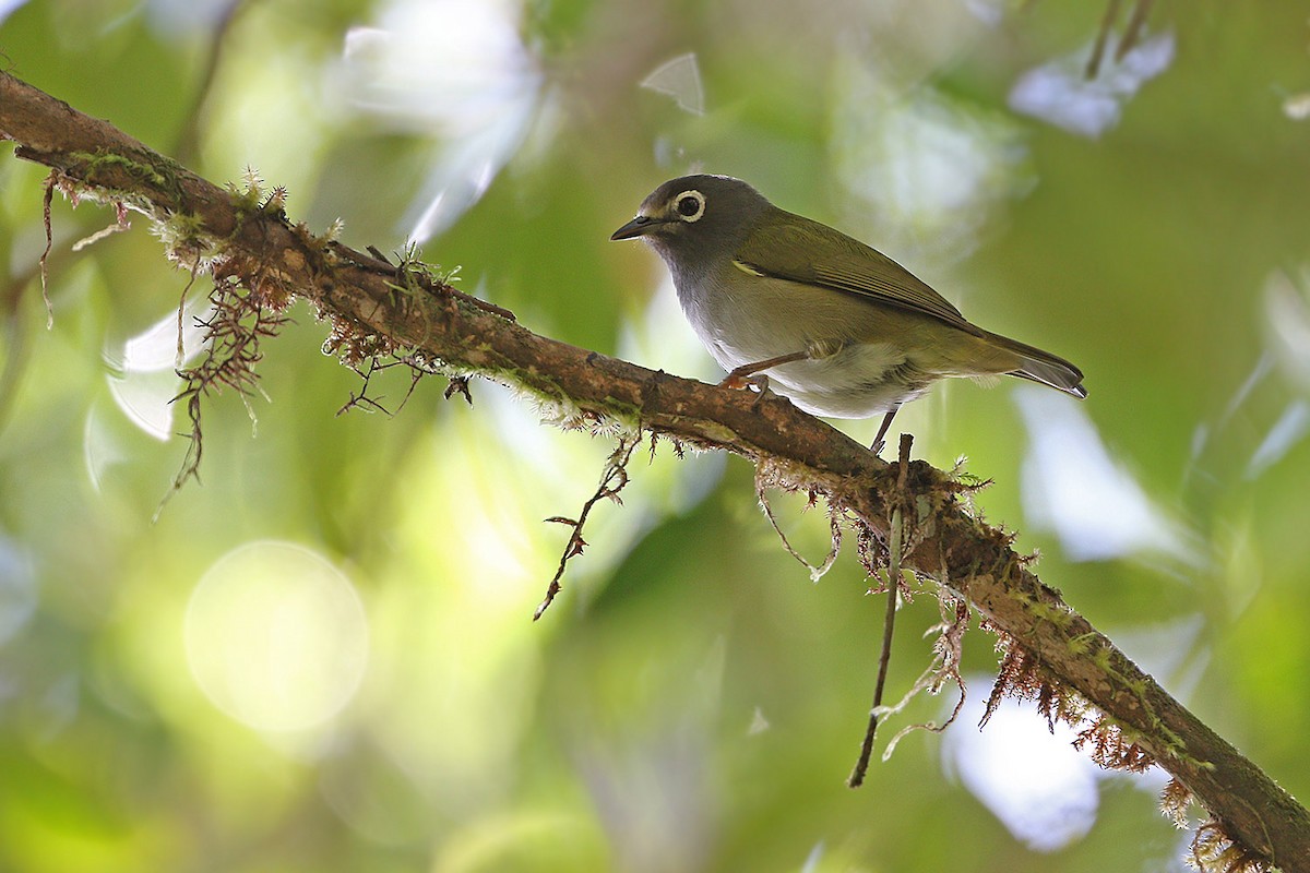 Gray-hooded Heleia - James Eaton