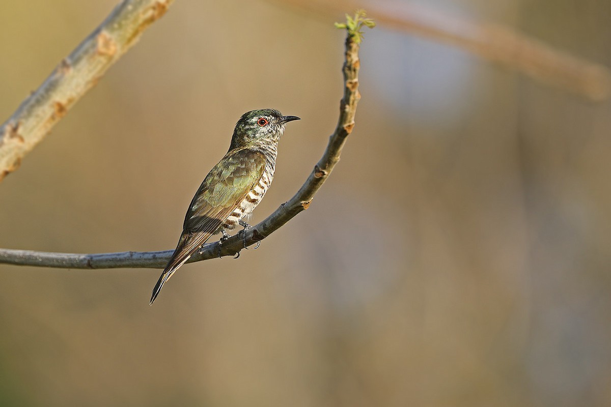 Little Bronze-Cuckoo (Banda) - ML205760631