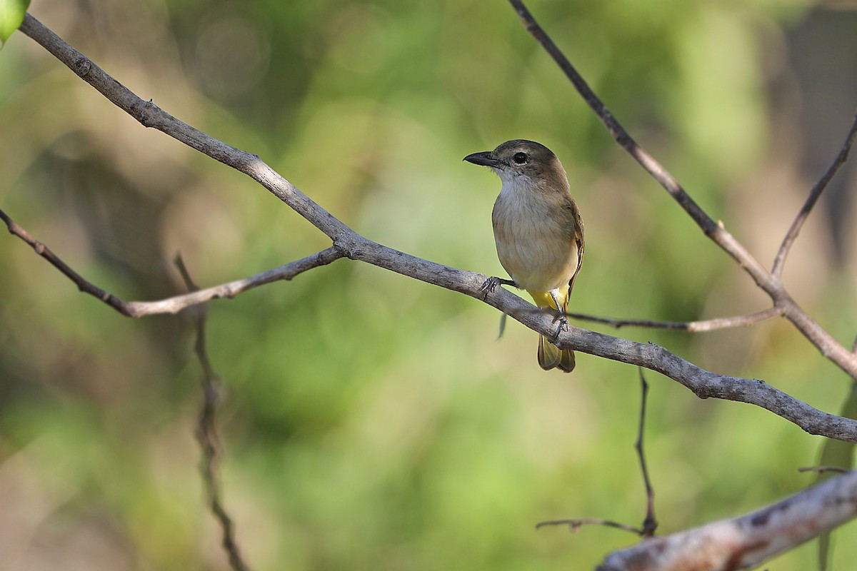 Fawn-breasted Whistler (Banda Sea) - James Eaton