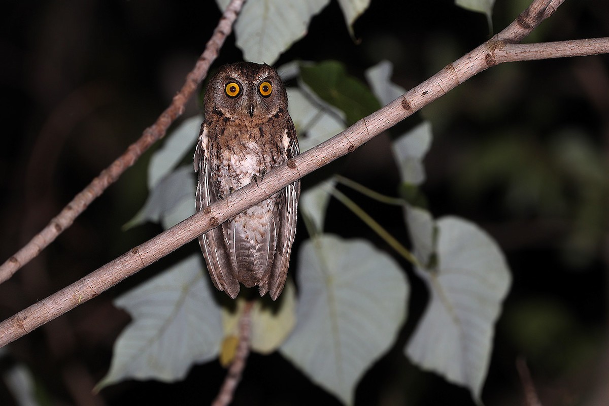 Wetar Scops-Owl - James Eaton