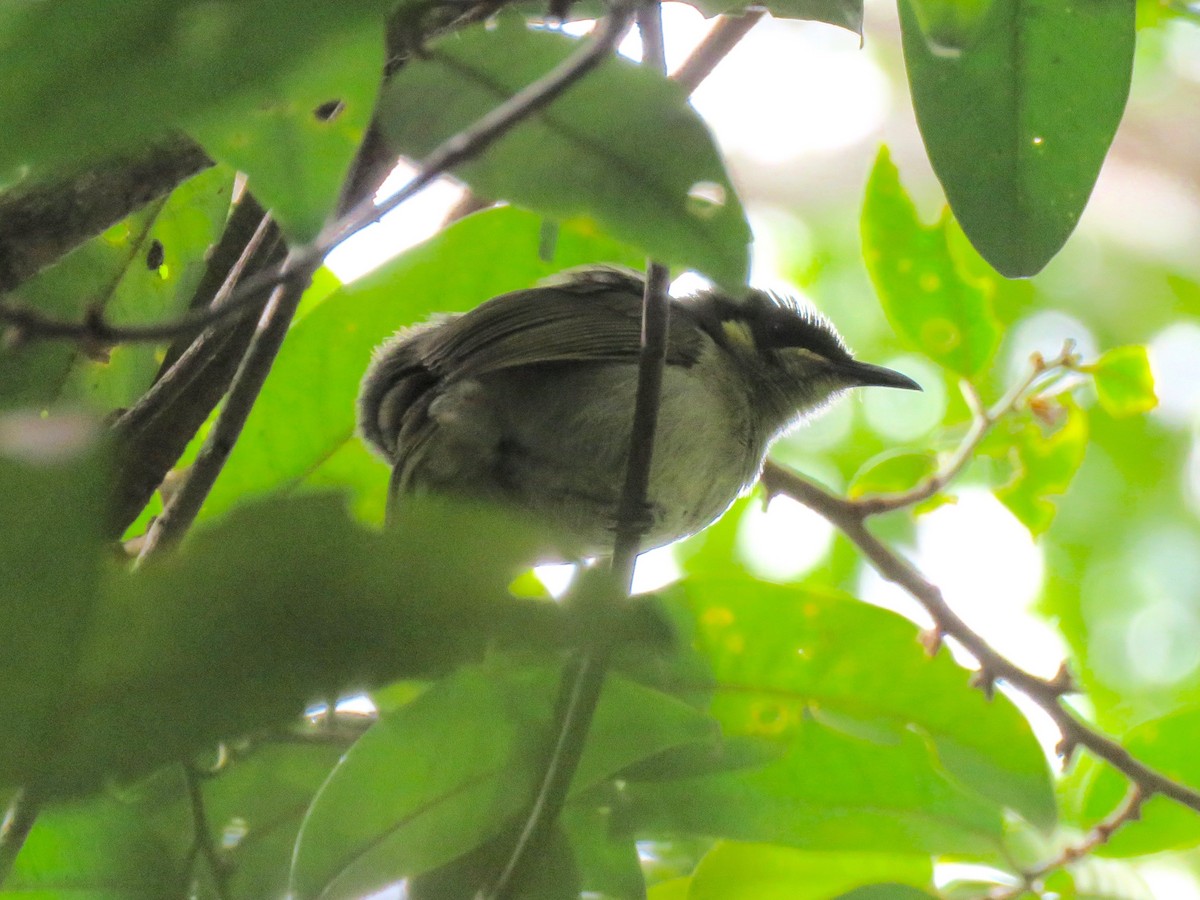 Graceful Honeyeater - ML205760871