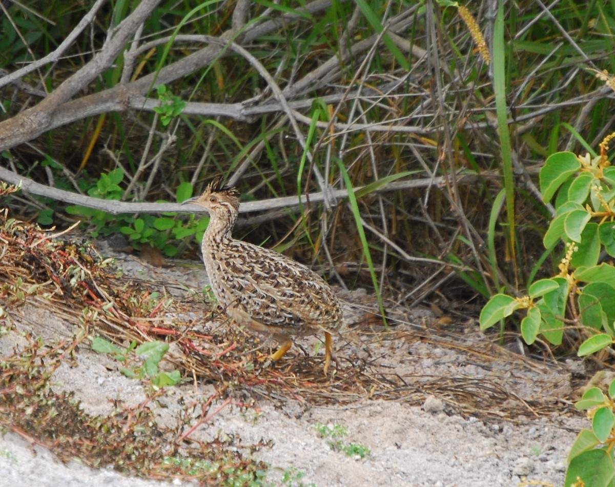 Andean Tinamou - ML205761431