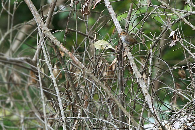 Russet-capped Tesia - James Eaton