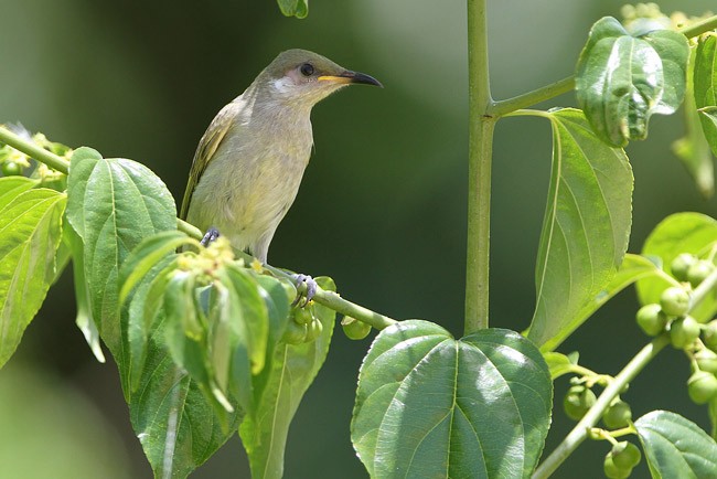 Olive Honeyeater - ML205762301