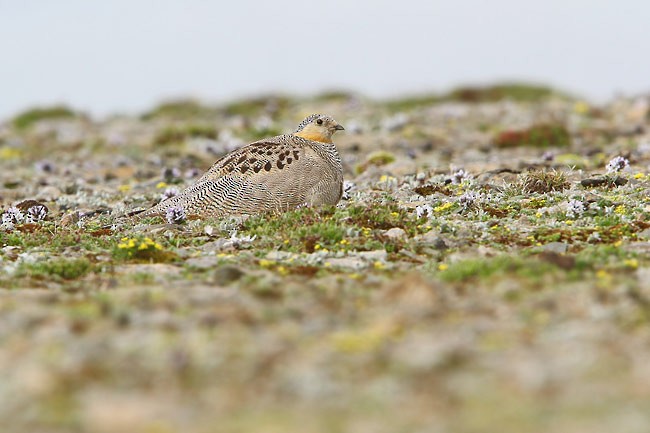 Tibetan Sandgrouse - ML205762491