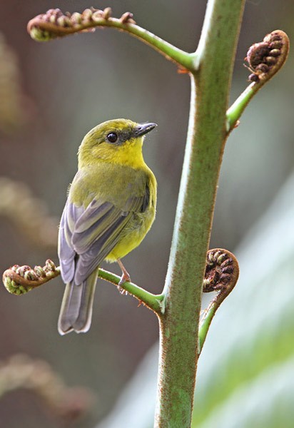 Bornean Whistler - ML205762511