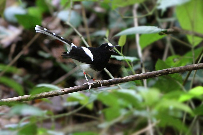 Bornean Forktail - James Eaton