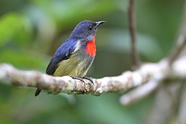 Black-sided Flowerpecker - ML205762561