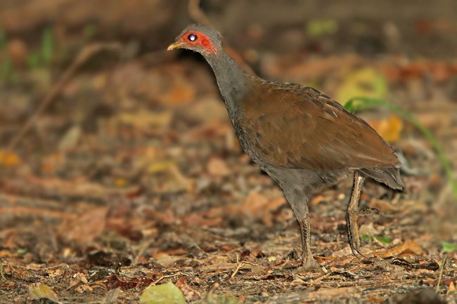 Philippine Megapode - James Eaton