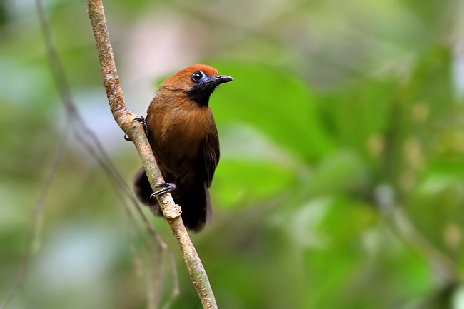 Fluffy-backed Tit-Babbler - ML205762701