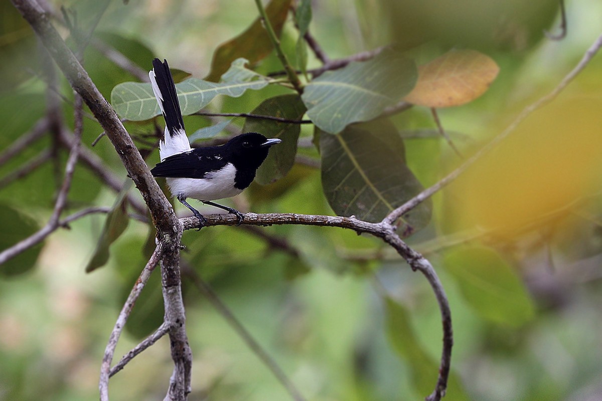 White-tipped Monarch - ML205762761