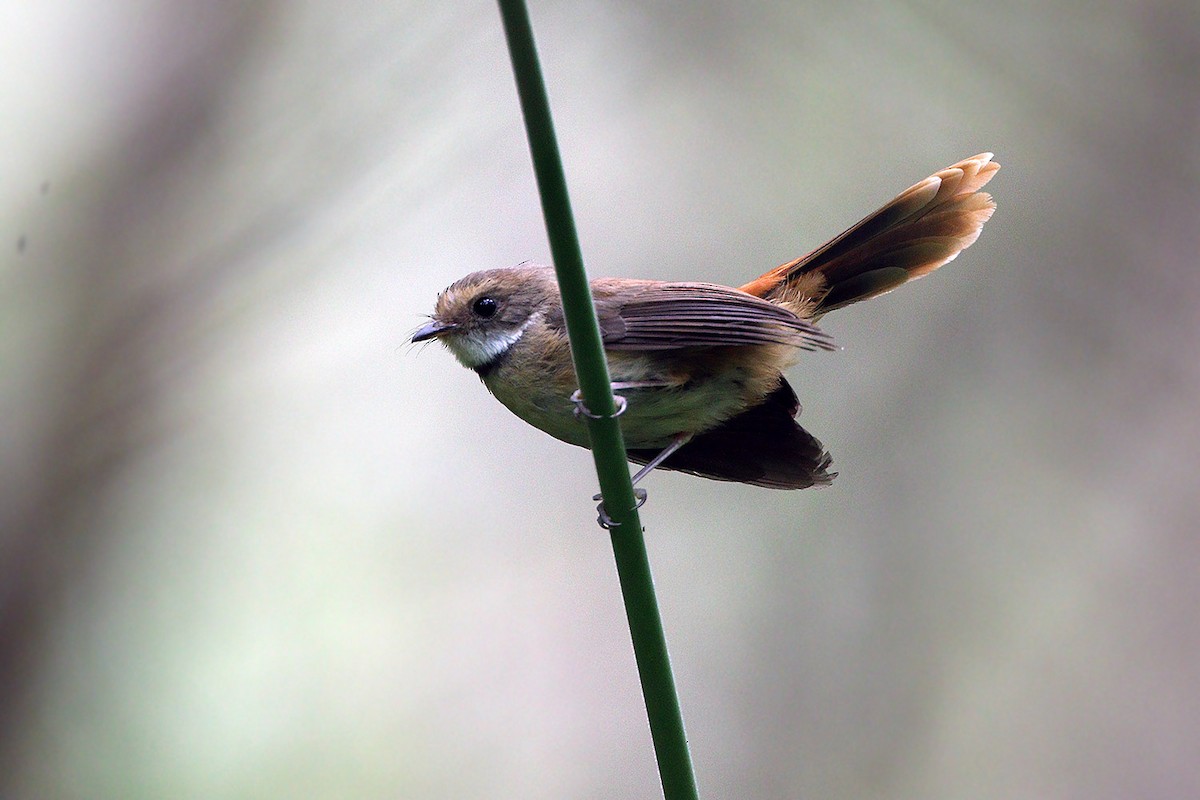 Tawny-backed Fantail - James Eaton