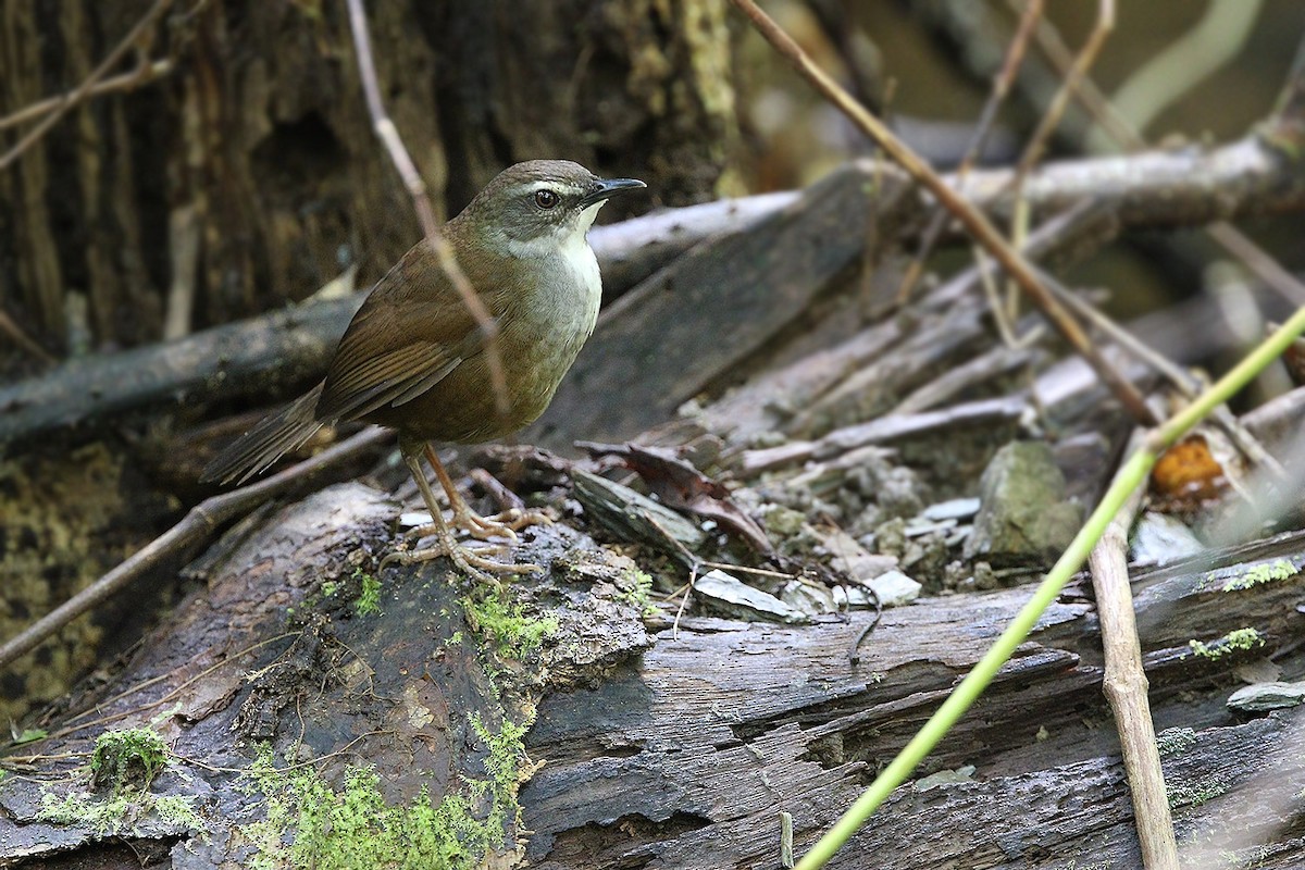 Buru Bush Warbler - ML205762871