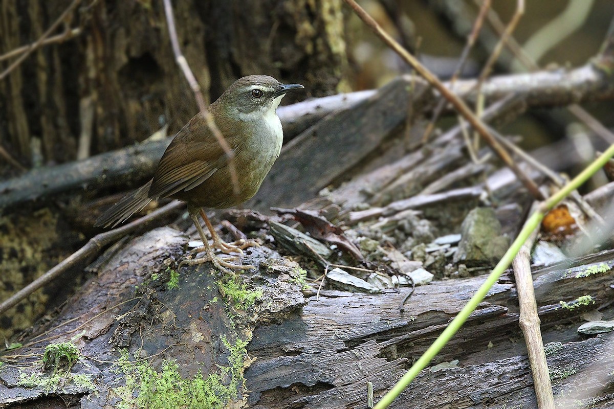 Buru Bush Warbler - James Eaton