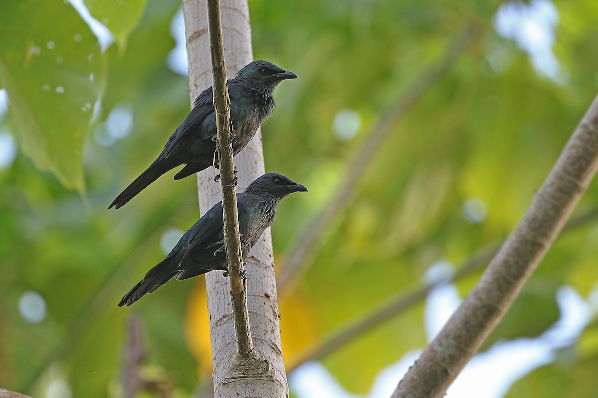 Moluccan Starling - James Eaton