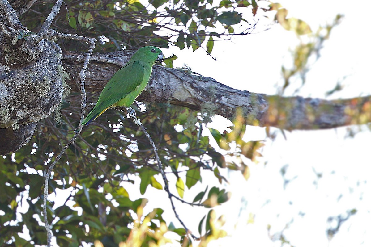 Buru Racquet-tail - James Eaton