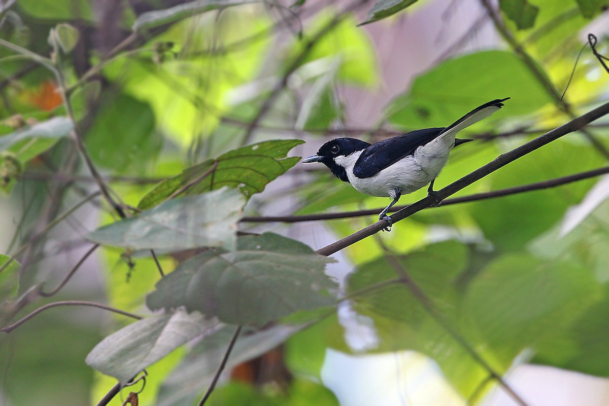 Buru Monarch - James Eaton