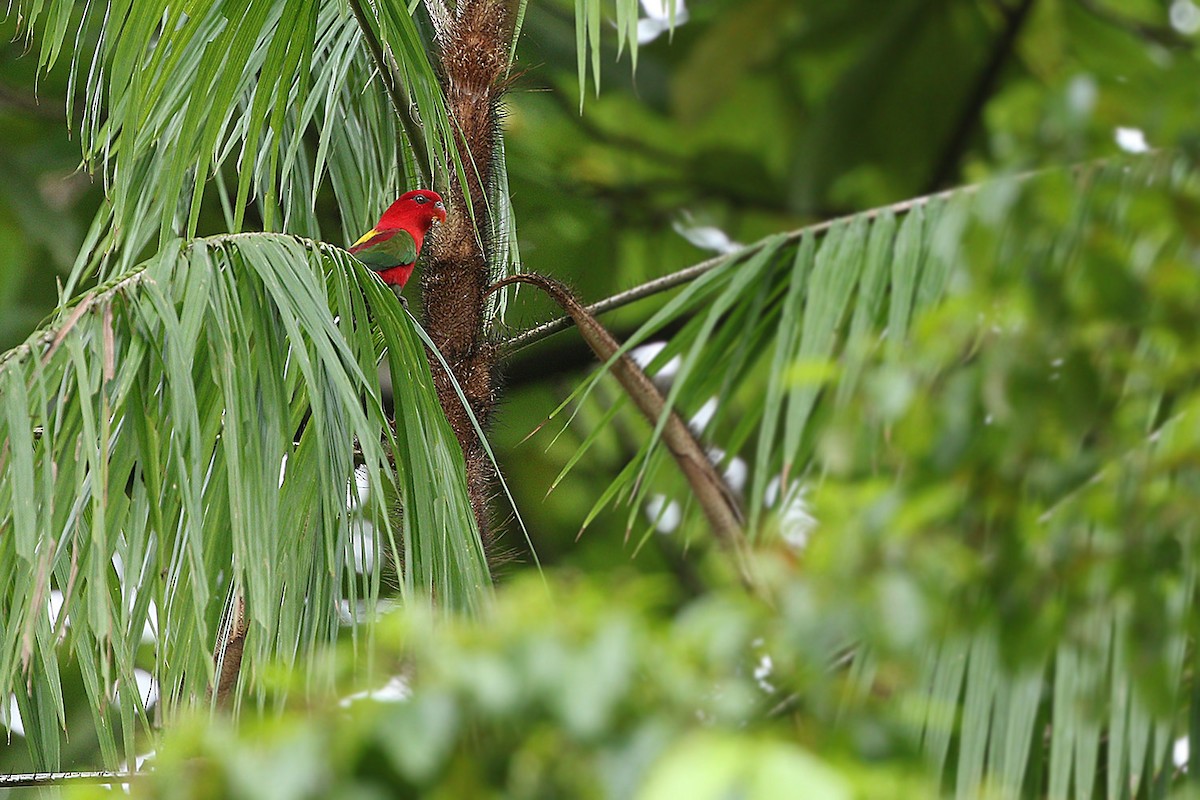 Chattering Lory - ML205763021