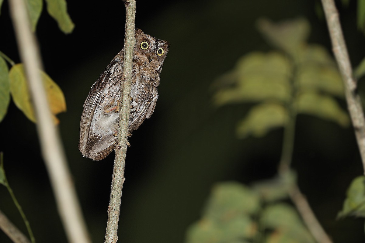 Rinjani Scops-Owl - ML205763031