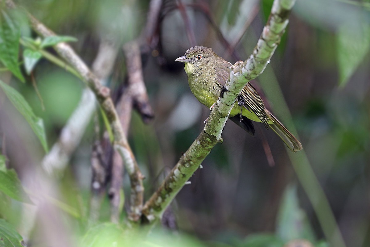 Finsch's Bulbul - James Eaton