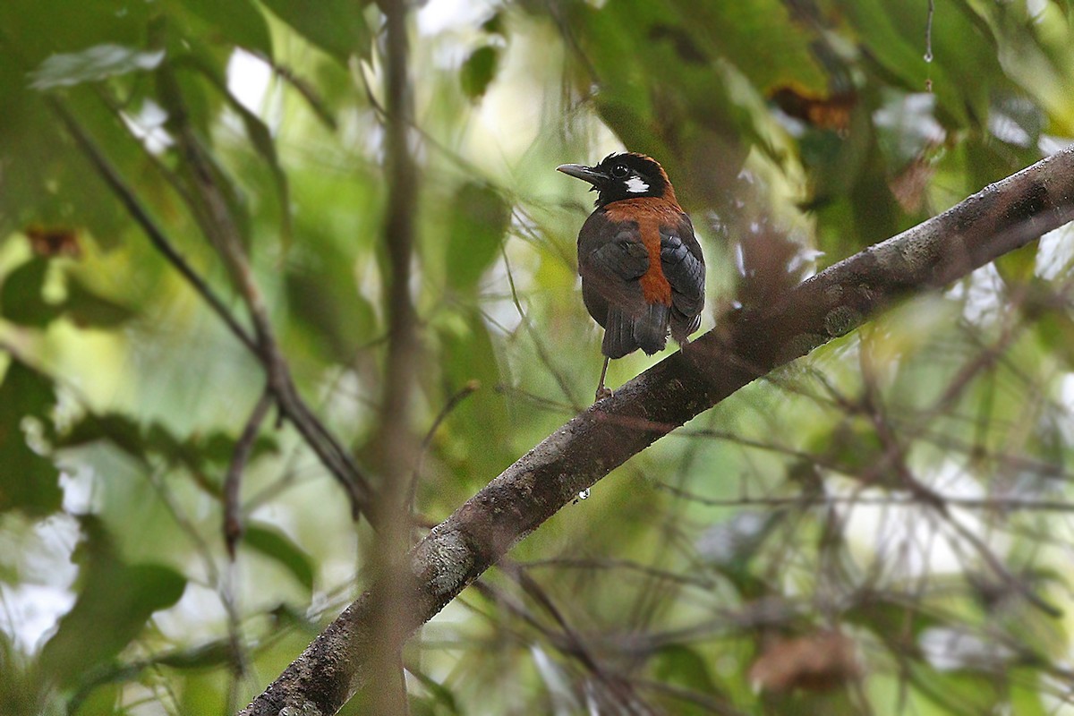 Red-and-black Thrush - ML205763091