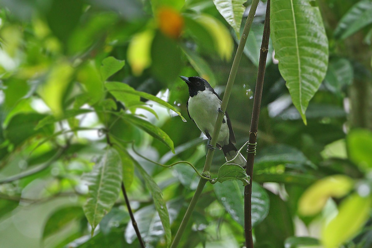Kofiau Monarch - James Eaton