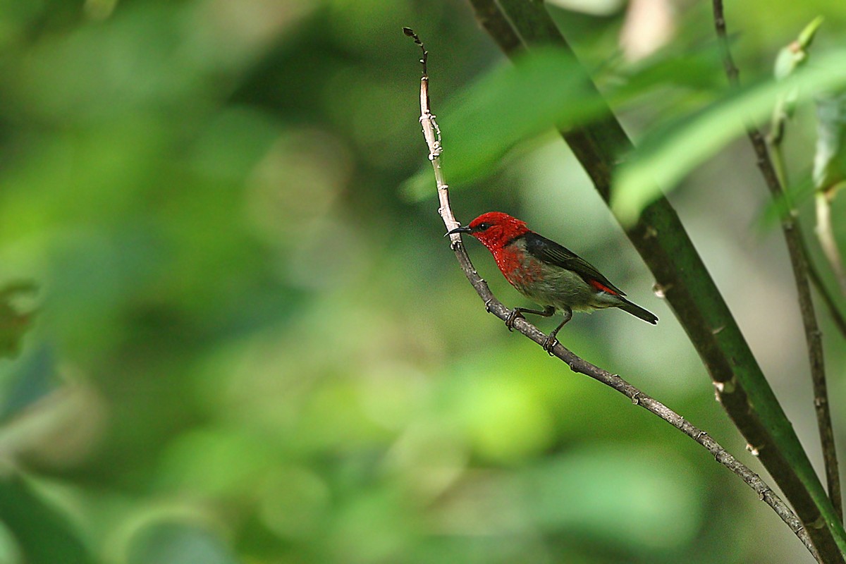 Obi Myzomela (undescribed form) - James Eaton