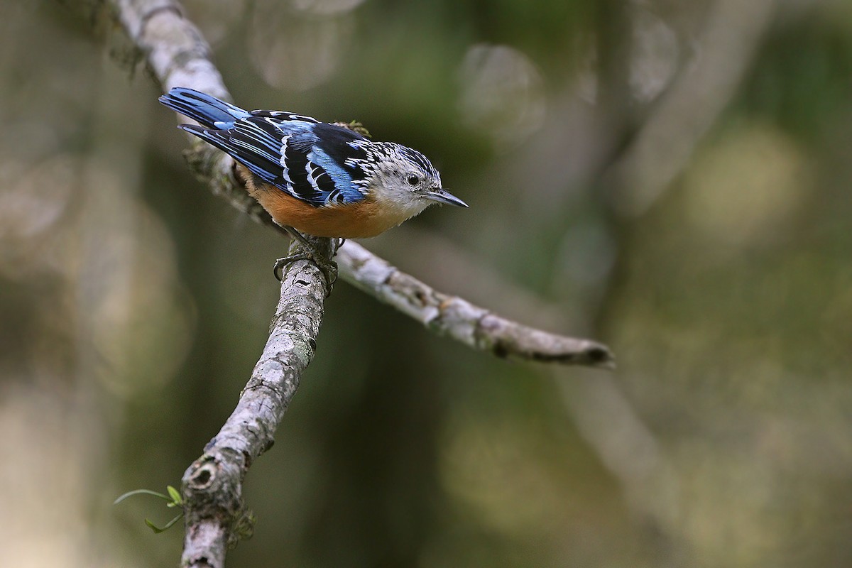 Beautiful Nuthatch - James Eaton