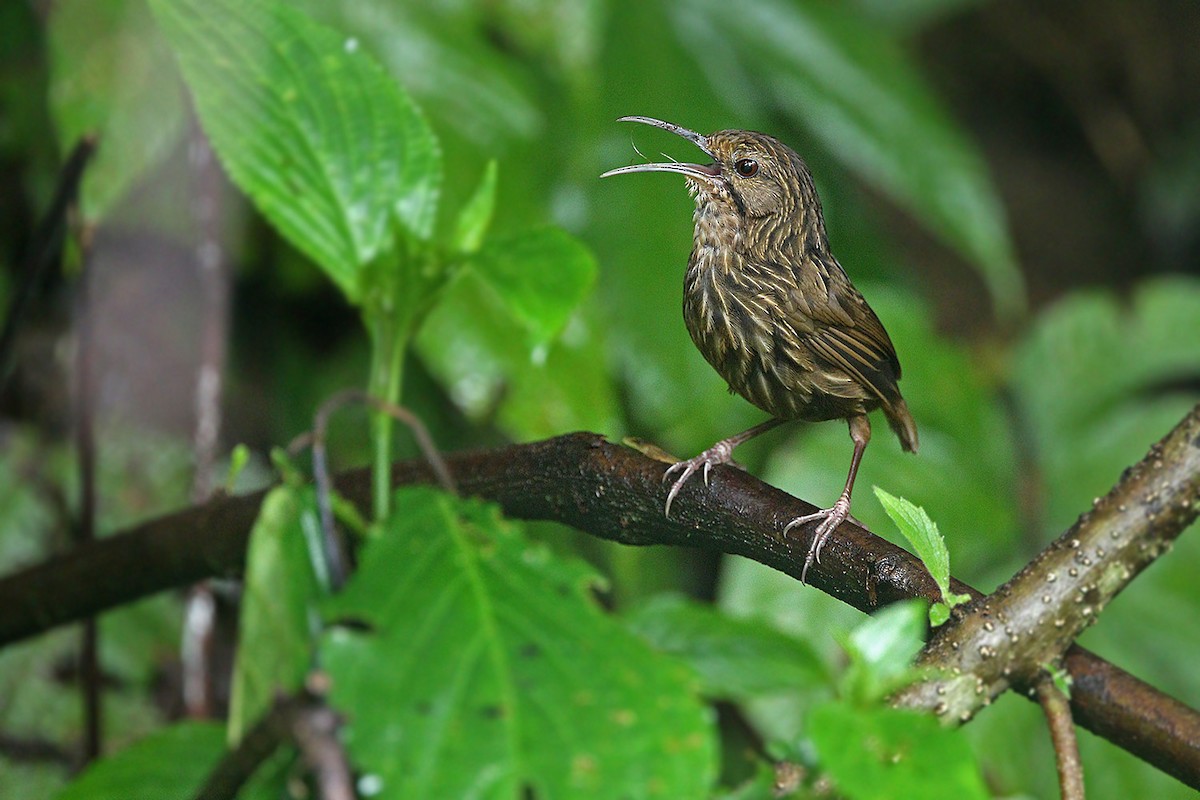 Long-billed Wren-Babbler - James Eaton
