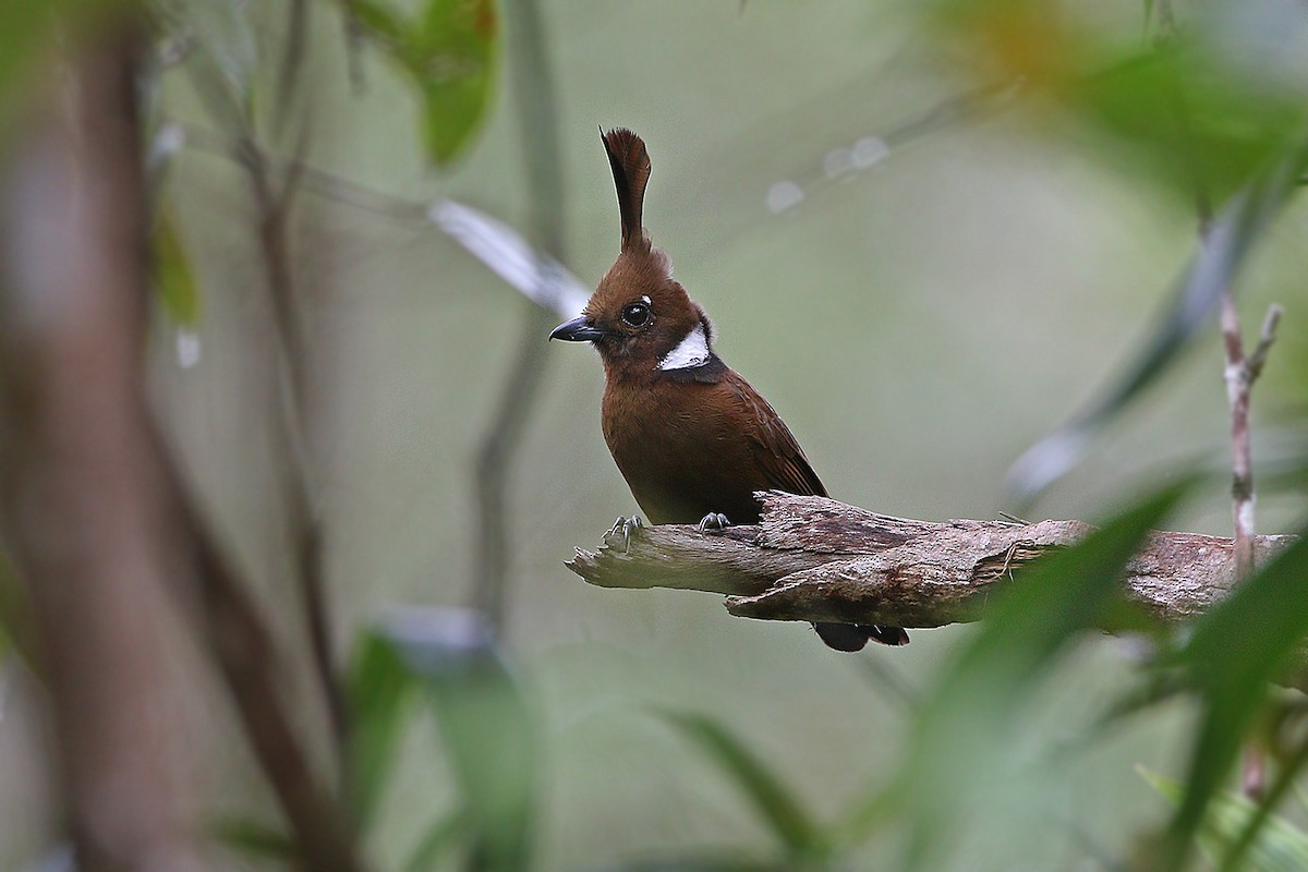 Crested Jayshrike - James Eaton