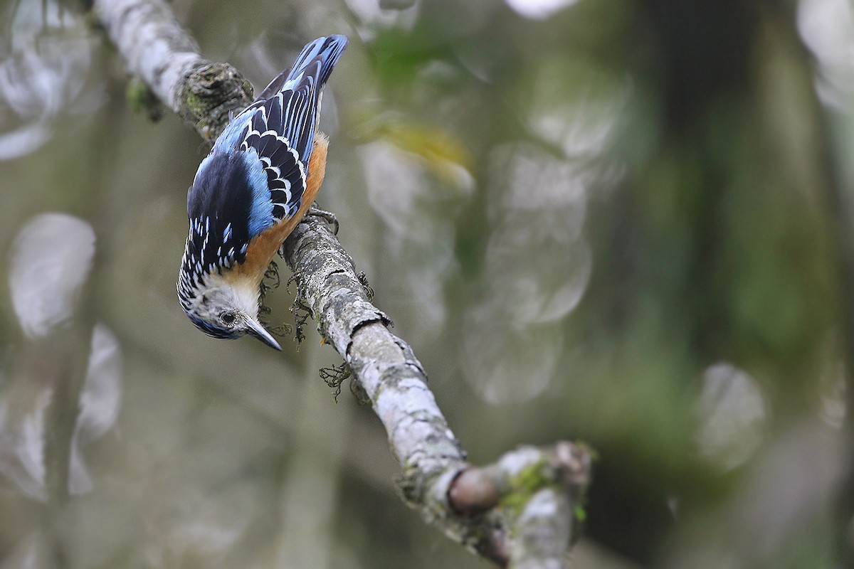 Beautiful Nuthatch - James Eaton
