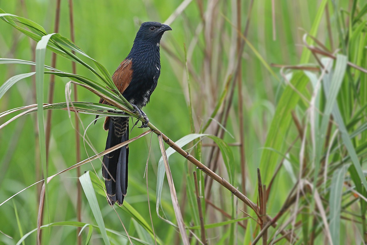 Lesser Coucal - James Eaton